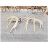 Image 7 : 3 Big Sets Of Whitetail Shed Antlers