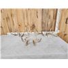 Image 1 : 3 Big Sets Of Whitetail Shed Antlers