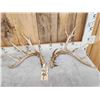 Image 2 : 3 Big Sets Of Whitetail Shed Antlers
