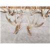 Image 3 : 3 Big Sets Of Whitetail Shed Antlers