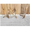 Image 1 : 3 Big Single Whitetail Shed Antlers