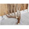Image 2 : 3 Big Single Whitetail Shed Antlers