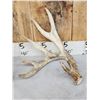Image 3 : 3 Big Single Whitetail Shed Antlers