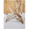 Image 4 : 3 Big Single Whitetail Shed Antlers