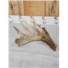 Image 5 : 3 Big Single Whitetail Shed Antlers