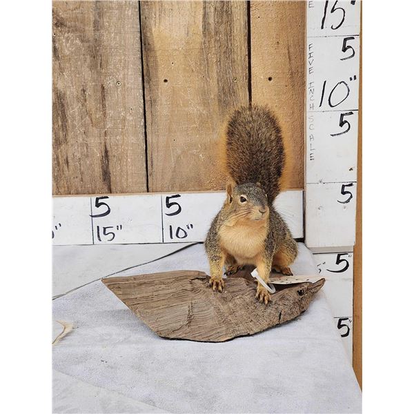 Red Squirrel Full Body Taxidermy Mount