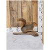 Image 2 : Red Squirrel Full Body Taxidermy Mount