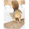 Image 3 : Red Squirrel Full Body Taxidermy Mount