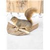 Image 4 : Red Squirrel Full Body Taxidermy Mount