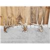 Image 1 : 3 Big Single Whitetail Shed Antlers