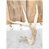Image 2 : 3 Big Single Whitetail Shed Antlers
