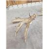 Image 4 : 3 Big Single Whitetail Shed Antlers
