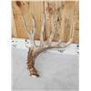 Image 5 : 3 Big Single Whitetail Shed Antlers