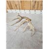 Image 6 : 3 Big Single Whitetail Shed Antlers
