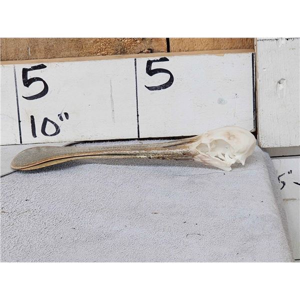 African Spoonbill Bird Skull Taxidermy