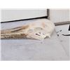 Image 2 : African Spoonbill Bird Skull Taxidermy