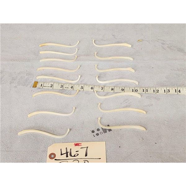 Group Of 15 XL Raccoon Baculums Taxidermy