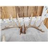 Image 2 : 3 Big Sets Of Whitetail Shed Antlers