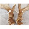 Image 3 : 3 Big Sets Of Whitetail Shed Antlers