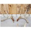 Image 4 : 3 Big Sets Of Whitetail Shed Antlers
