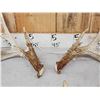 Image 5 : 3 Big Sets Of Whitetail Shed Antlers