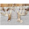 Image 6 : 3 Big Sets Of Whitetail Shed Antlers