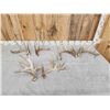 Image 1 : 3 Sets Of Whitetail Shed Antlers