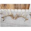 Image 2 : 3 Sets Of Whitetail Shed Antlers