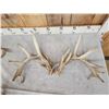 Image 3 : 3 Sets Of Whitetail Shed Antlers