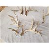Image 4 : 3 Sets Of Whitetail Shed Antlers