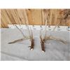 Image 5 : 3 Sets Of Whitetail Shed Antlers