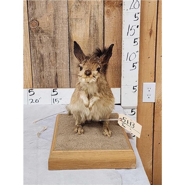African Springhare Full Body Taxidermy Mount
