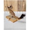 Image 7 : African Springhare Full Body Taxidermy Mount
