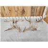 Image 1 : 3 Sets Of Whitetail Shed Antlers