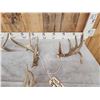 Image 2 : 3 Sets Of Whitetail Shed Antlers