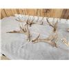 Image 4 : 3 Sets Of Whitetail Shed Antlers
