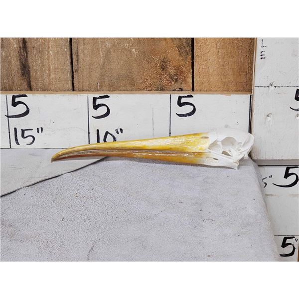 African Yellow Billed Stork Skull Bird Taxidermy