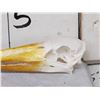 Image 2 : African Yellow Billed Stork Skull Bird Taxidermy