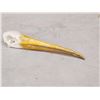 Image 4 : African Yellow Billed Stork Skull Bird Taxidermy