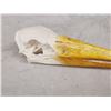 Image 5 : African Yellow Billed Stork Skull Bird Taxidermy