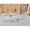 Image 1 : 3 Sets Of Whitetail Shed Antlers