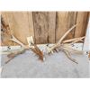 Image 2 : 3 Sets Of Whitetail Shed Antlers