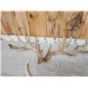 Image 4 : 3 Sets Of Whitetail Shed Antlers