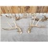 Image 5 : 3 Sets Of Whitetail Shed Antlers