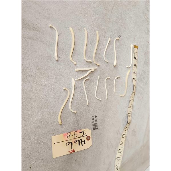 Group Of 14 Raccoon & 2 Coyote Baculums