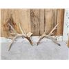 Image 1 : 180" Whitetail Shed Antlers