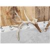 Image 2 : 180" Whitetail Shed Antlers