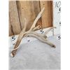 Image 3 : 180" Whitetail Shed Antlers