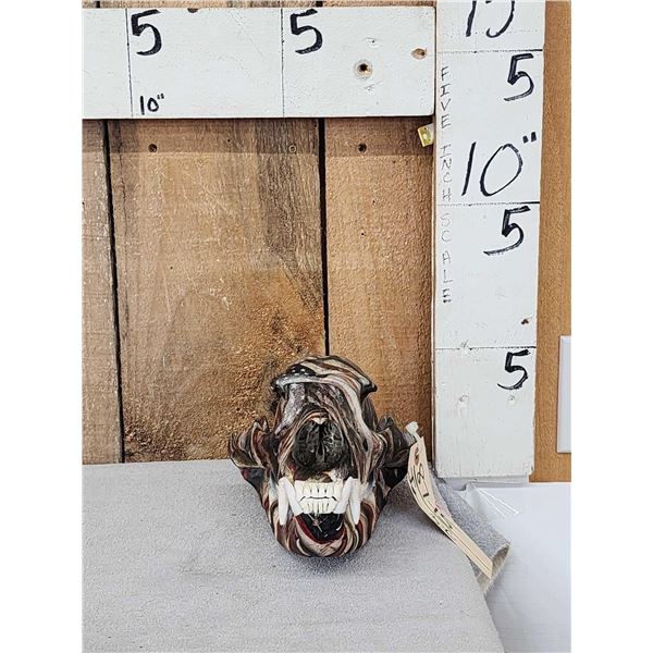 Black Bear Skull Taxidermy