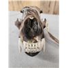 Image 7 : Black Bear Skull Taxidermy